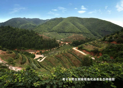 君子谷 中國(guó)特色葡萄酒的驕傲